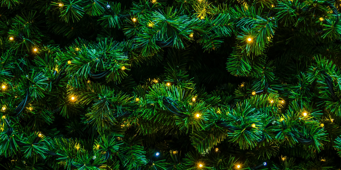 Holiday Houseplants That Make Perfect Gifts (and How to Keep Them Alive)