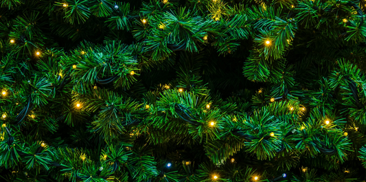 Holiday Houseplants That Make Perfect Gifts (and How to Keep Them Alive)