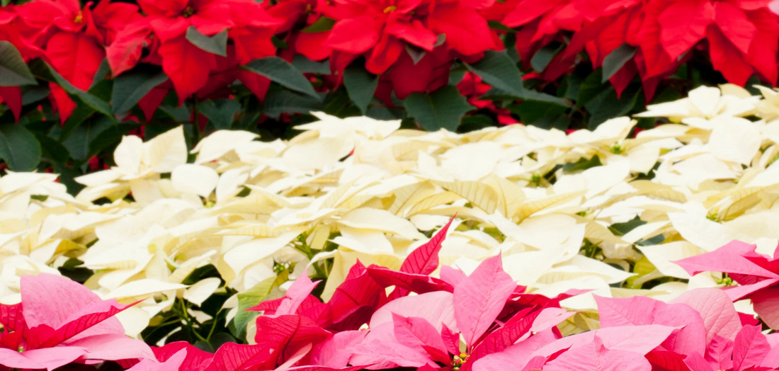 How to Style Poinsettias Like a Designer (Not a Grocery Store Display)