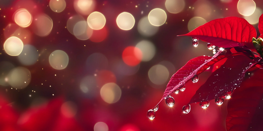 close up of red poinsettia leaves with a blurred red background