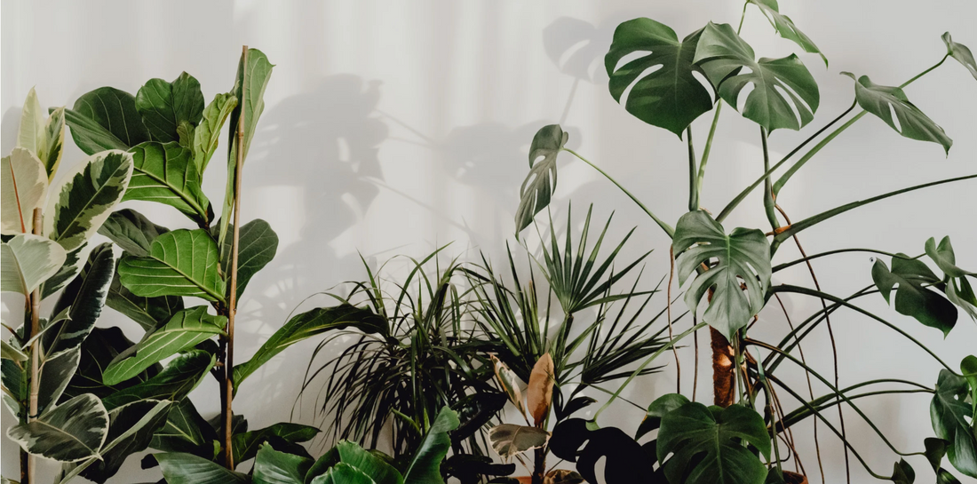 various deferent tropical houseplants lined up against a white wall background