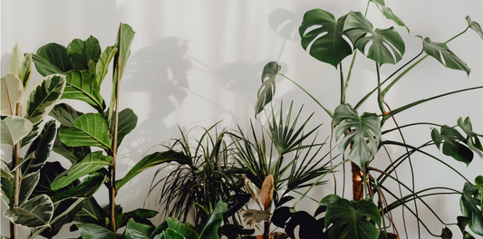 various deferent tropical houseplants lined up against a white wall background