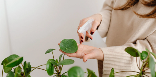 a person spraying indoor houseplants with water with care