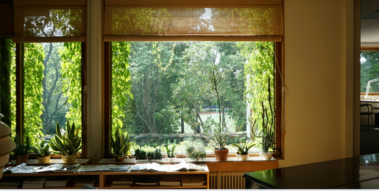 a relaxing in home environment with a large scenic window and many plants resting before it