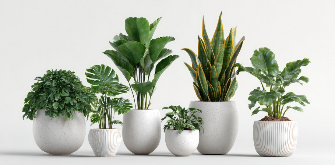 various species of plants all different sized in white pots against a white background