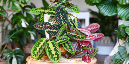 close up of variegated calathea tropical houseplants with a blurry plant filled background