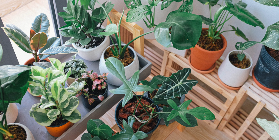 an overhead shot of many tropical indoor houseplants resting by a bright window