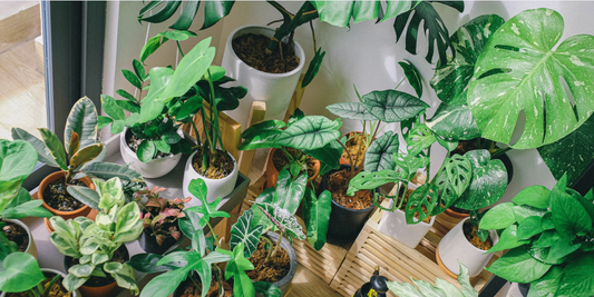 a wide variety of tropical indoor houseplants resting by a window