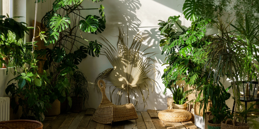 a wide variety of tropical indoor houseplants in a white room with wood floors by a sunny window