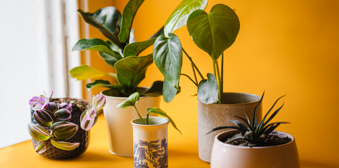 a variety of tropical indoor houseplants against a yellow background