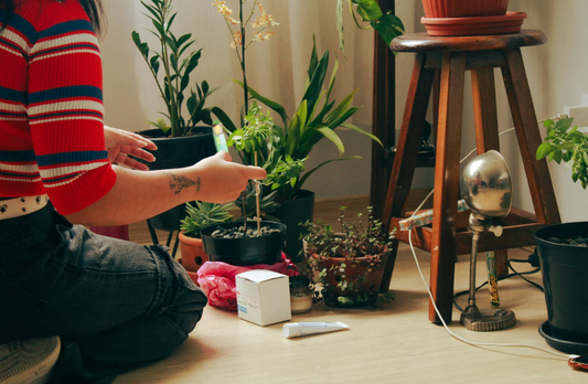 a person tending to tropical indoor houseplants while kneeling on the ground