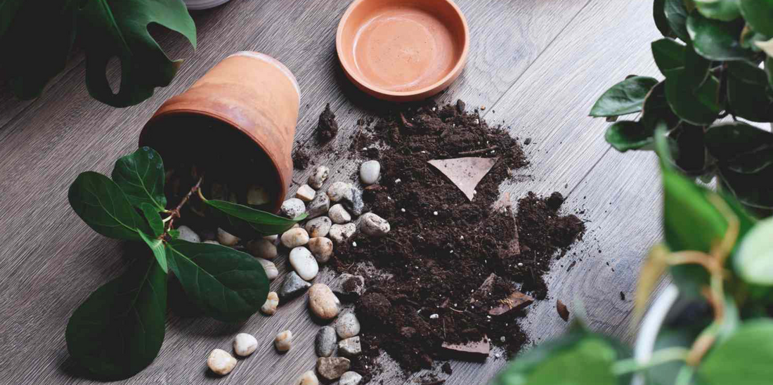 a plant fallen over onto the ground with drainage rocks and soil covering the floor