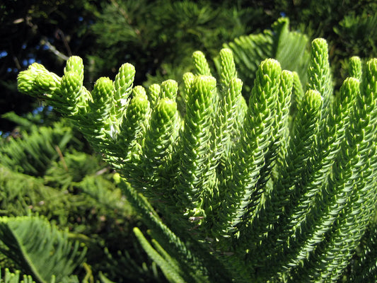 a close up of the bright green pine like leaves of a Norfolk Island Pine tree