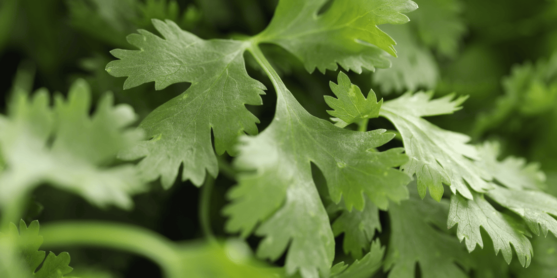 a close up of the leaves of a Santo cilantro plant 