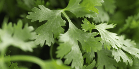 a close up of the leaves of a Santo cilantro plant 