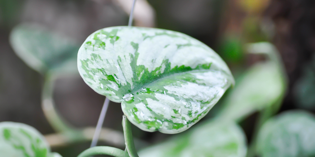 a variegated Scindapsus Exotica leaf in focus with white and green details with a blurred background of more leaves