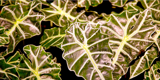 Corms 101: How to Grow New Plants from Underground Powerhouses