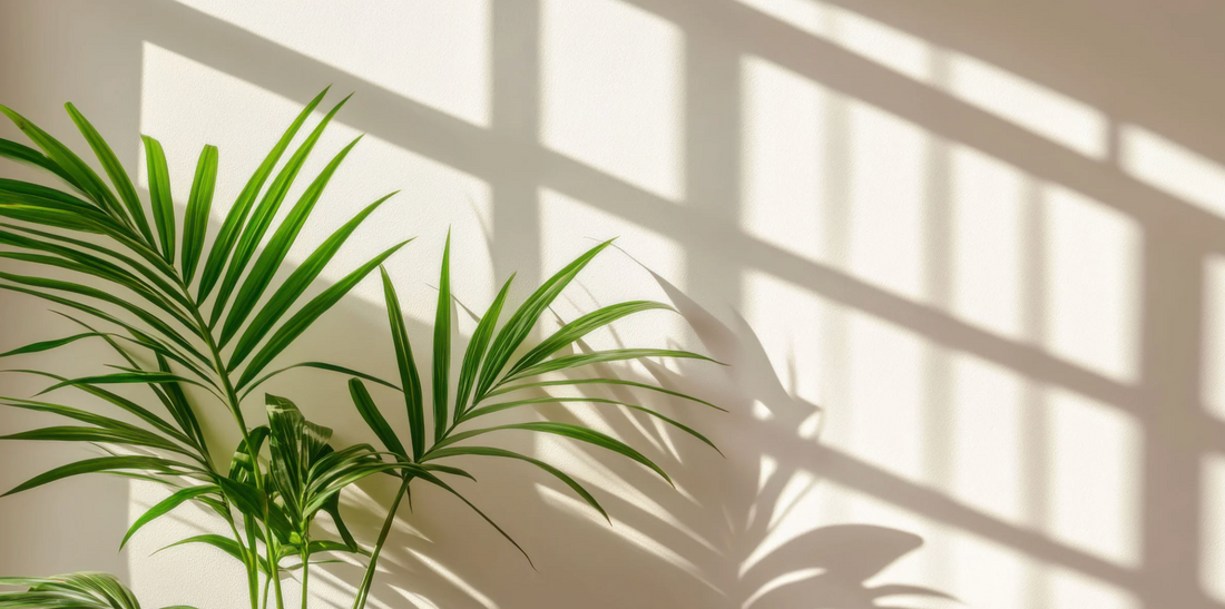 a picture of green palm leaves against a cream white background with a shadow of a window grid