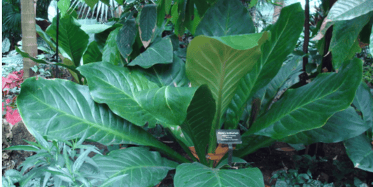 a bright green leafy anthurium hookeri tropical houseplant surrounded by other plants