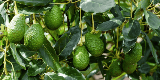 many right green avocados growing on a leafy avocado tree