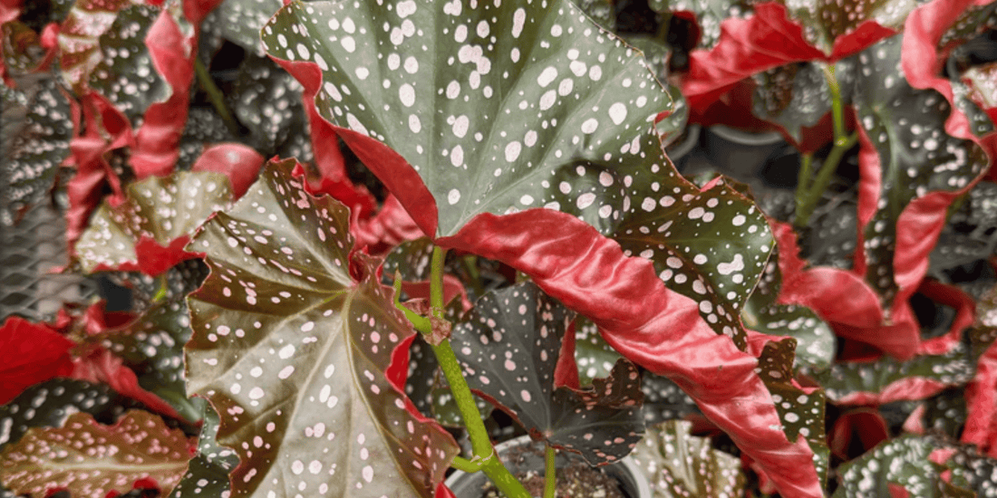a close up of the brightly coloured speckled leaves of a Begonia Rex crackling rose tropical indoor houseplant