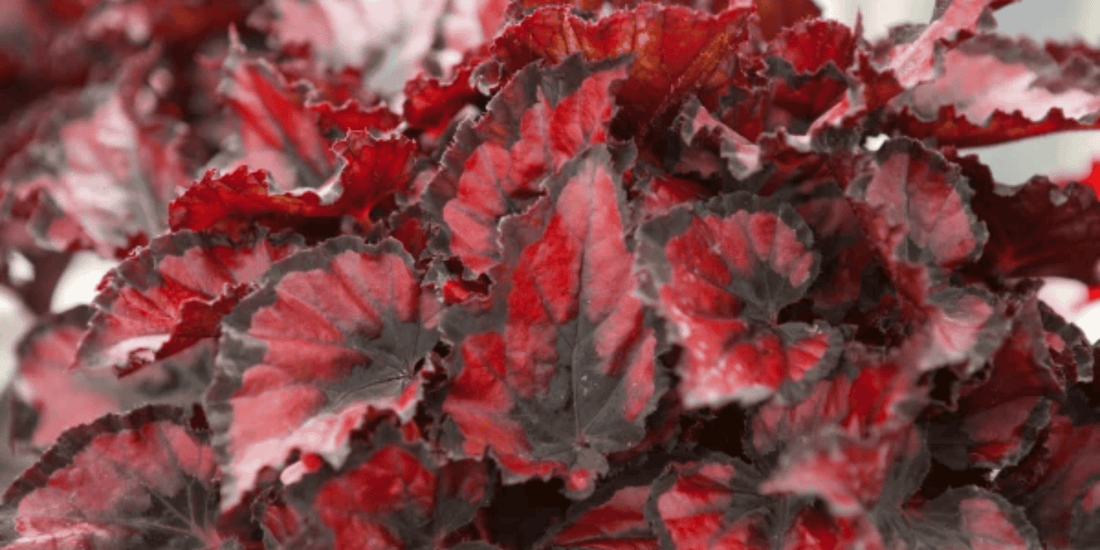 a close up of the bright red leaves of a Begonia Rex red robin tropical houseplant