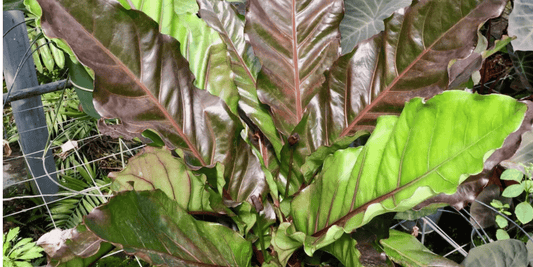 a close up of a growing anthurium big red bird tropical houseplant surrounded by other plants