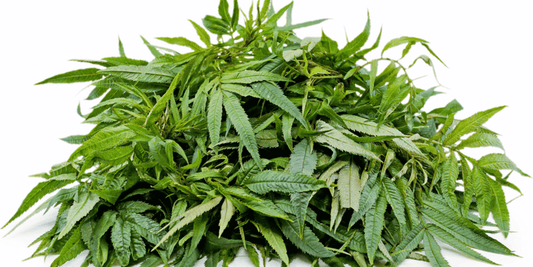 a pile of bright green Peruvian mint leaves with a white background