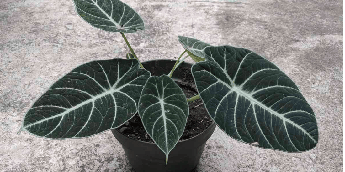 a close up of the dark green leaves of an alocasia black velvet tropical houseplant against a concrete background