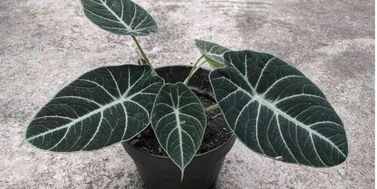 a close up of the dark green leaves of an alocasia black velvet tropical houseplant against a concrete background