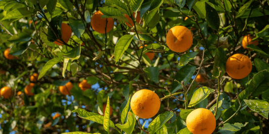 many blood oranges and green leaves growing on a blood orange tree
