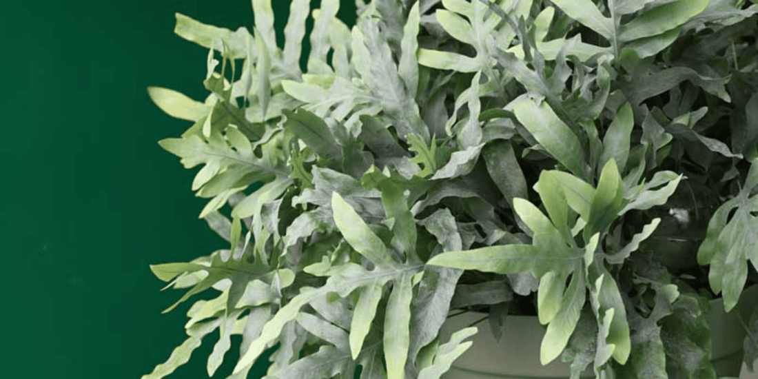 a close up of the pale green leaves of a blue star fern tropical houseplant with a green background