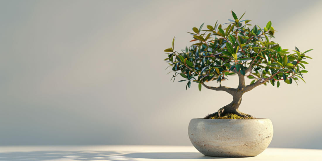 a small bonsai tree plant in a white pot with a plain background