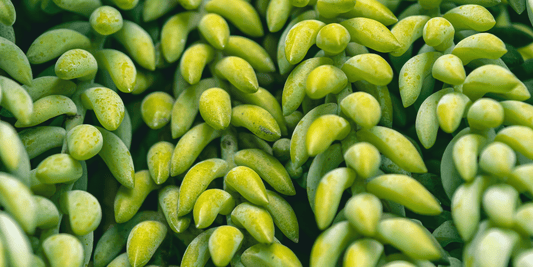 a close up of the bright green succulent like leaves of a burros tail houseplant