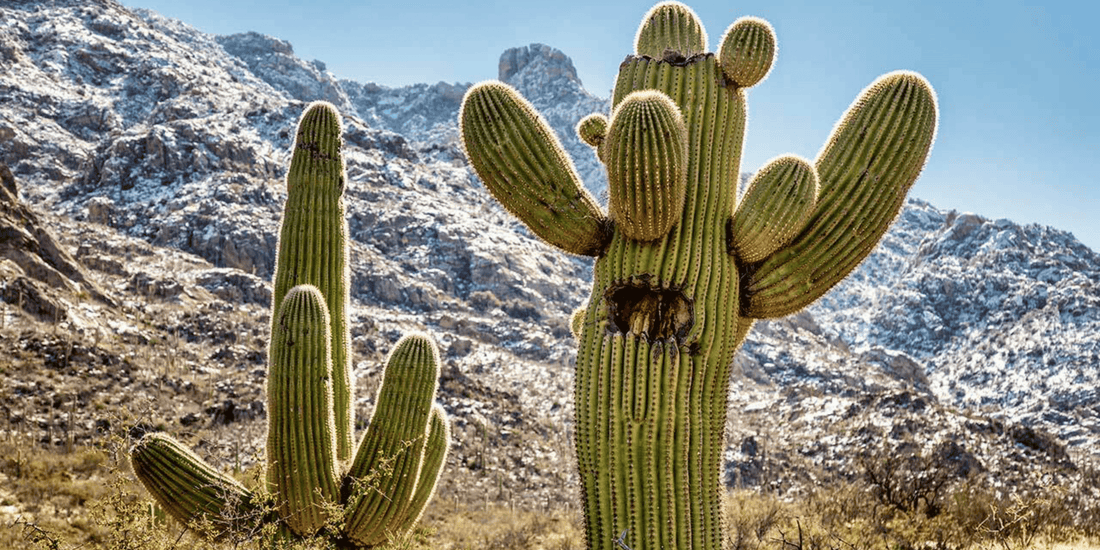 two large cacti in nature surrounded by mountains and blue sky