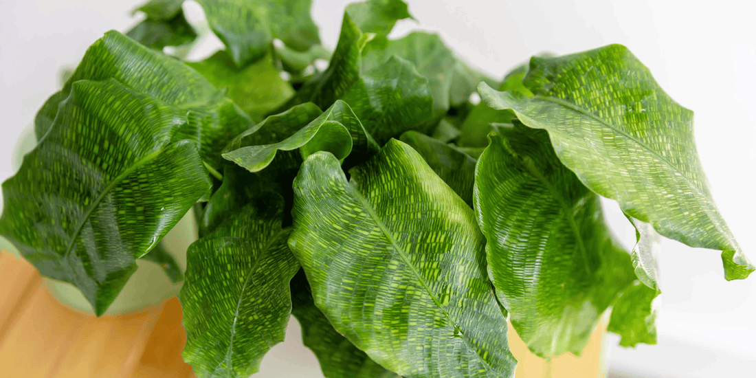 a close up of a bright green calathea network tropical indoor houseplant