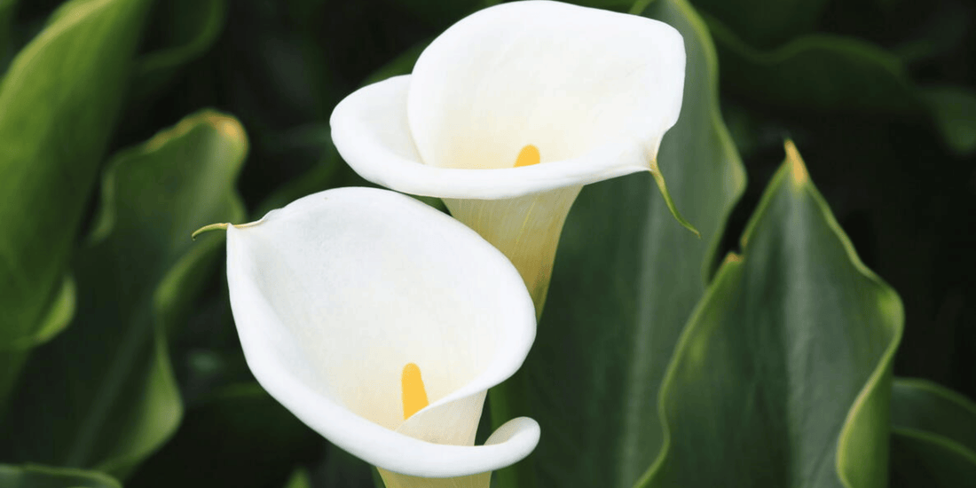 two white calla lily flowers surrounded by green leaves