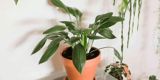 a potted cast iron plant in a terracotta pot with a plain background