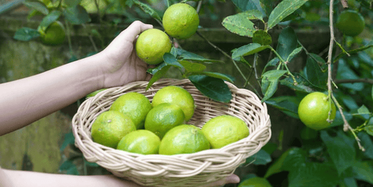 a person holding a wicker basket full of limes pulling off cocktail citrus off of a cocktail citrus tree