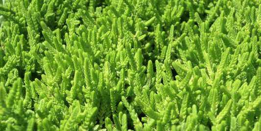 a close up of the bright green succulent like leaves of crassula mucosa tropical houseplants