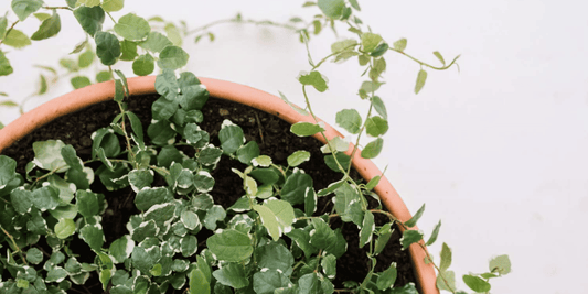 a close up of a potted creeping fig tropical houseplant with a white background