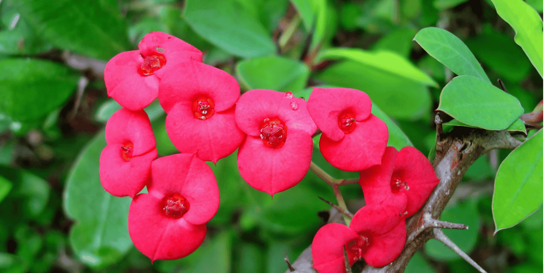 a close up of the bright pink flowers on a growing crown of thorns euphorbia milli plant