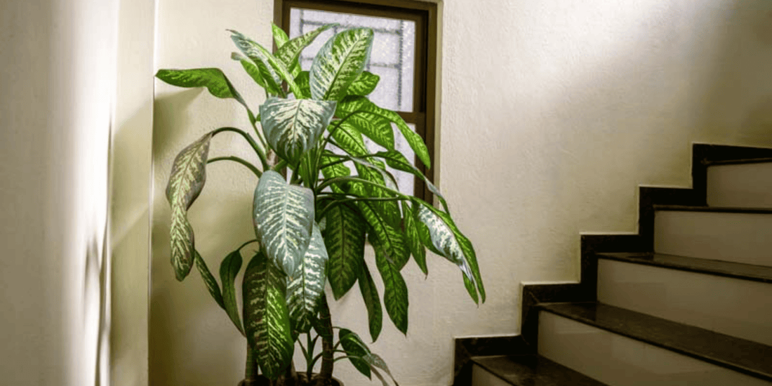 a large leafy dieffenbachia tropical houseplant next to a set of stairs