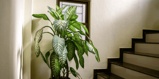 a large leafy dieffenbachia tropical houseplant next to a set of stairs