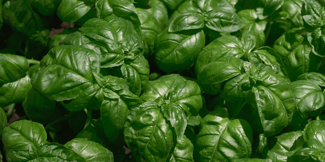 an overhead close up view of the bright green leaves of a dolly basil plant