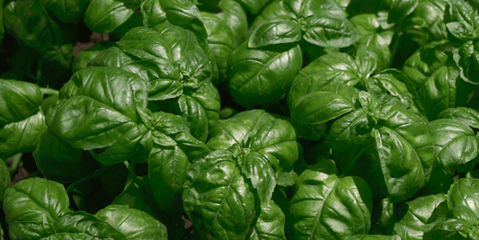 an overhead close up view of the bright green leaves of a dolly basil plant