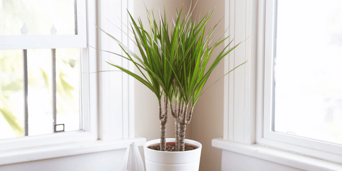 a dracaena tropical houseplant in a white pot resting next to bright windows