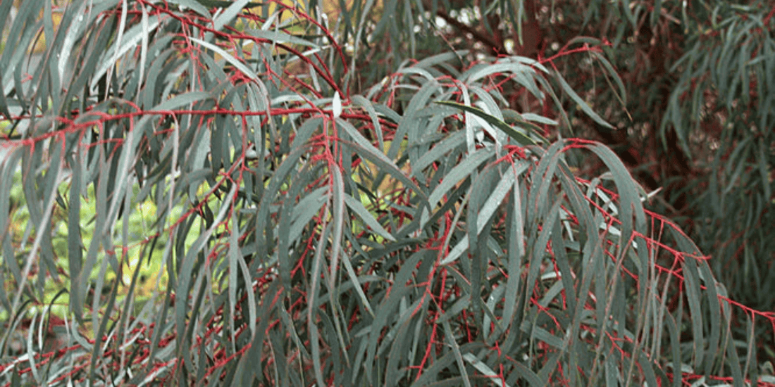 the pale green leaves of a eucalyptus nicholii plant with red stems