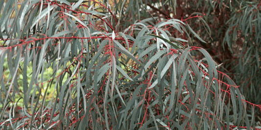 the pale green leaves of a eucalyptus nicholii plant with red stems