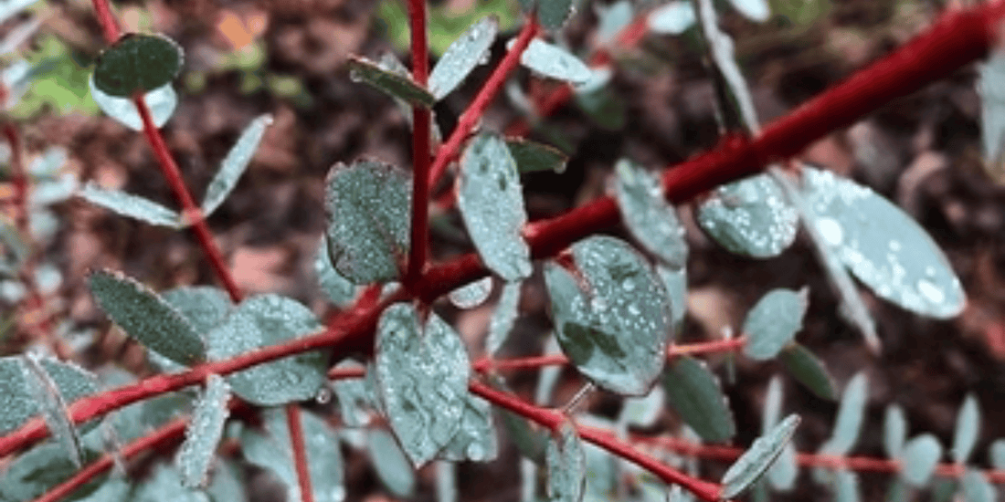 pale wet looking green leaves and red stems of the eucalyptus styx plant